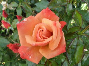 REMEMBER ME (hybrid tea)